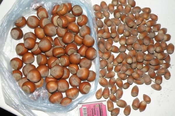  ¿Cuál es la diferencia entre las avellanas y las avellanas? Diferencias biológicas, plantación, reproducción y cuidado.