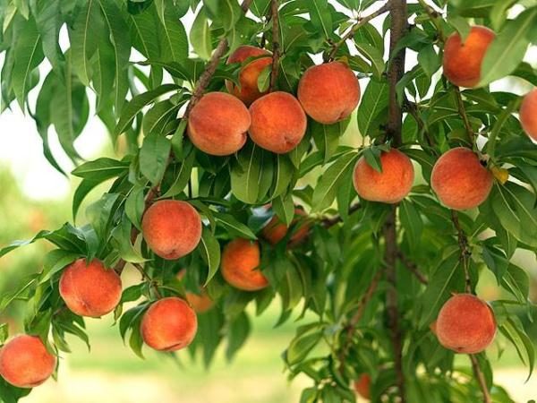  En Europa, esta fruta fue traída de Persia.