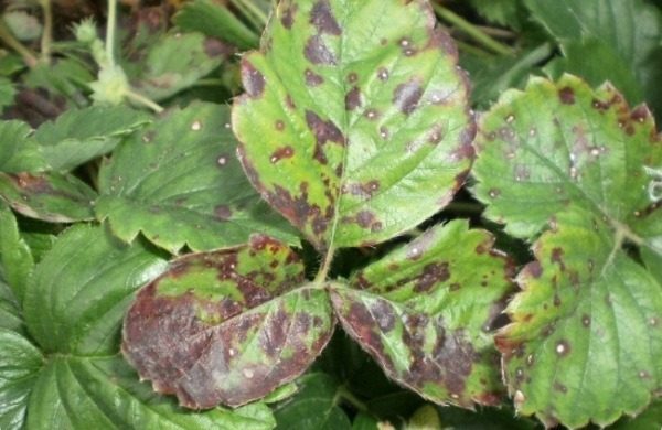  Strawberry leaves Elizabeth 2 are struck by brown spot