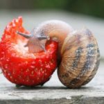  Grape snail