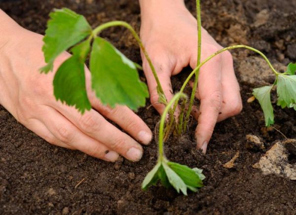  Planting strawberry seedlings Tsarina
