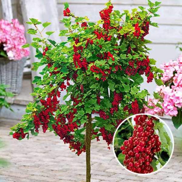  Standard red currant