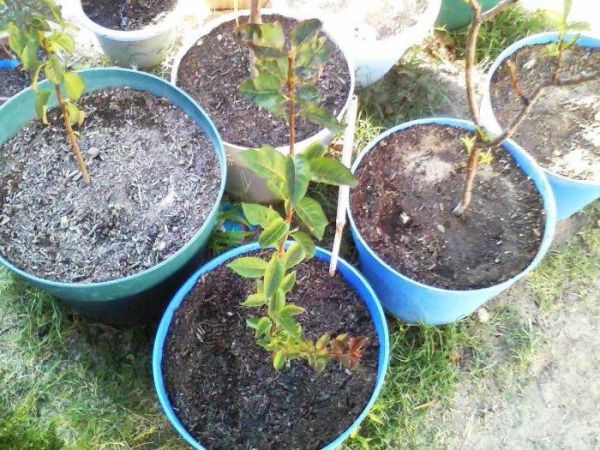  Transplantarea răsadurilor de piersici în plan deschis pentru luna martie a anului viitor sau începutul lunii septembrie