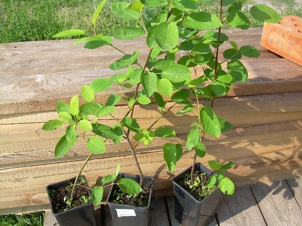  Irga deseable para plantar plántulas a la edad de 1-2 años en otoño