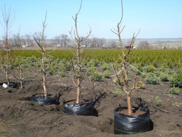  Răsaduri de piersici gata pentru plantare