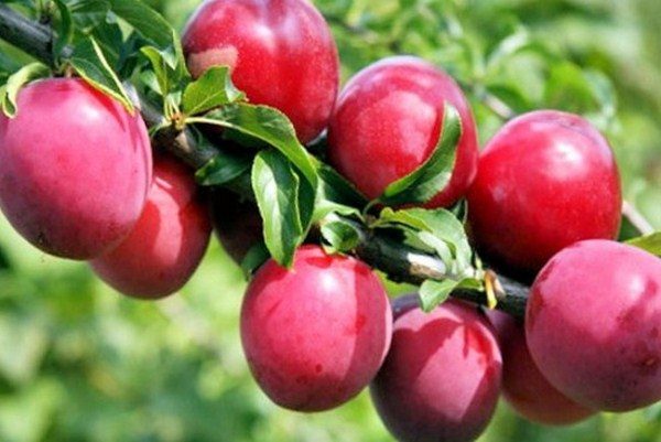  Cherry prune Kuban cometa a apărut ca urmare a trecerii Pror Skoroplodnaya și cireș de prune Pioneer