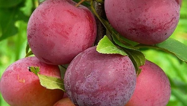  Cereza encontrada
