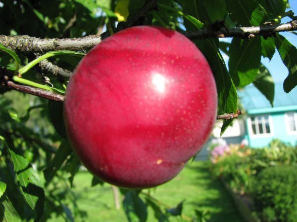  Ciruela de cereza rubí