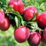  Flor de cerezo de fruto grande Kuban
