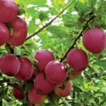  Alycha encontrada de fruto grande
