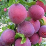  Alycha carpa de grandes frutos.