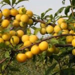  Cereza-ciruela resistente a las heladas de regalo de San Petersburgo