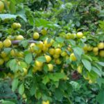  Pequeña cereza de tamaño insuficiente maara
