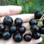  Black Currant Grace
