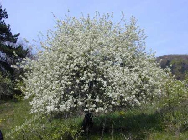  Gradina de viță de vie Antipka (Magaleba)