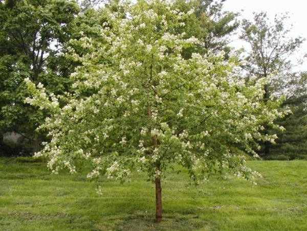  Bird cherry Maak vă va decora curtea interioară