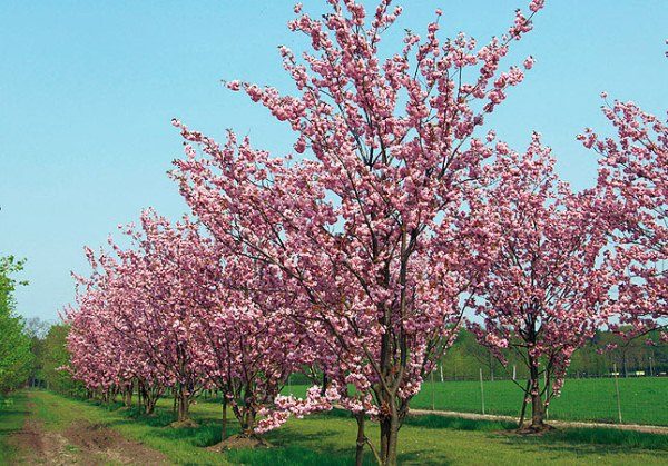  Bird-cherry Prunus Amanogawa (Sakura)