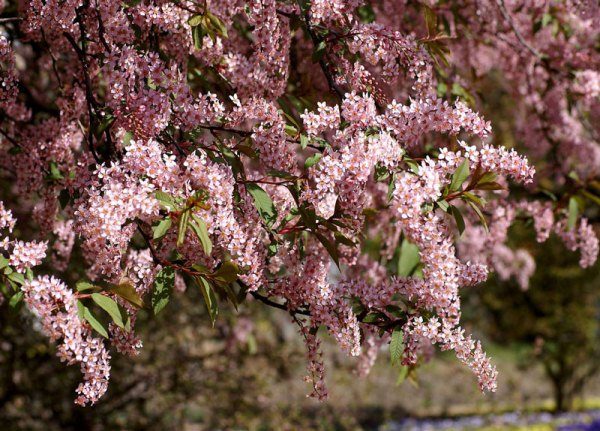  Prunus colorat