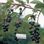  Bird cherry Sahalin