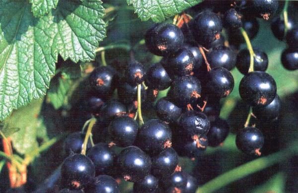  Black Currant Gulliver