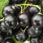 Orloviya black currant