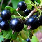  Black Currant Paulinka