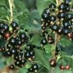  Black currant Sevchanka