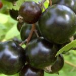  Black Currant Smoothie