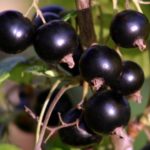 Blackcurrant Gross