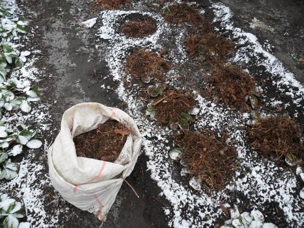  Shelter of garden strawberries Zenga Zengana for the winter