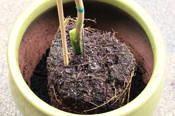  Meyer's Lemon Root Neck ar trebui să fie la nivelul solului