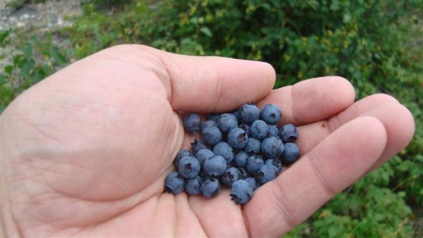  Ripe blueberries on the palm