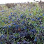  Wild blueberries