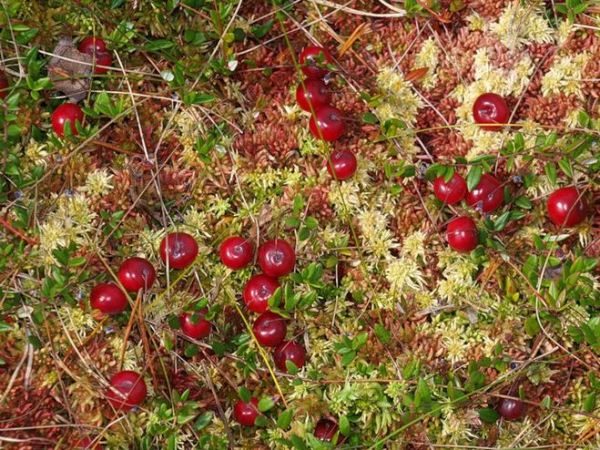  In Russia, cranberries grow in swamps and in raw coniferous forests