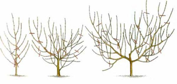  Formación de una corona de ciruela en forma de cuenco.