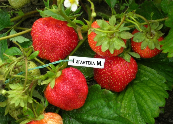 Gigantella Strawberry: variety description, planting and care rules, diseases and pests, gardeners reviews