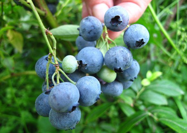  Blueberries are used as an effective remedy for beriberi, in addition, this berry is valued for its rejuvenating and antioxidant properties
