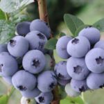  Blueberry Bleukrop