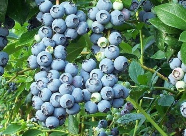  Blueberry fruits