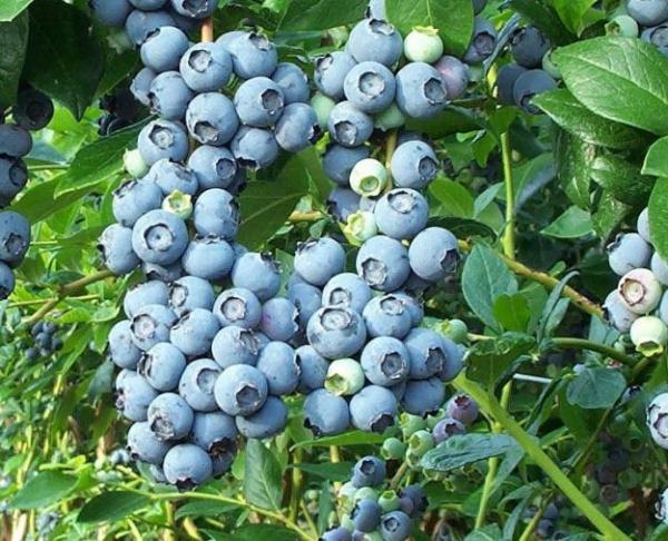 Blueberry fruits