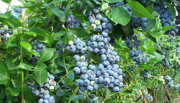  Blueberry garden