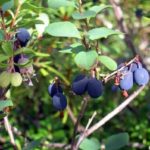  Blueberry Swamp Nectar