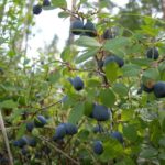  Blueberry marsh Shegarskaya