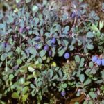  Blueberry bog Yurkovskaya