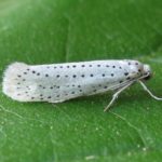  Puiul de cireș de păsări de la Ermine