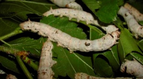  Spărturile de viermi de viermi de mătase dăunează frunzele de prune de cireș