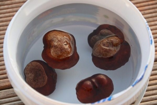 Before planting chestnuts they must be soaked in water.
