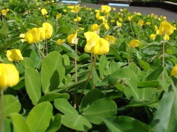  Plantația de arahide în Bloom