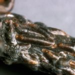  Kalina Buldenezh lovită de un scut asemănător virgulei