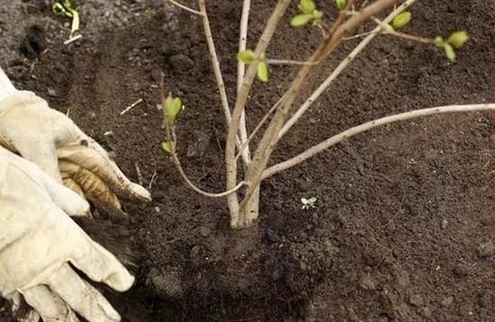  Plantarea răsadurilor tinere viburnum
